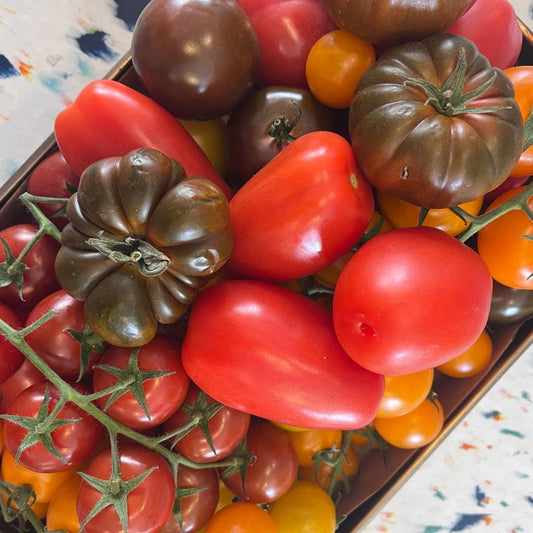 Heirloom Tomatoes Are Here!